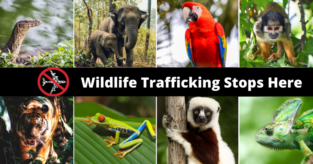 Stay Vigilant for Trafficking on World Wildlife Day | Airports Council ...