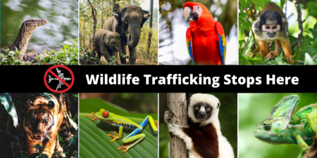 Stop Wildlife Trafficking poster