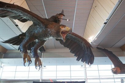 Wellington Airport