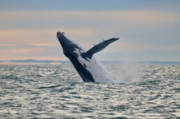 Rain, Whale or Shine! The Hunter's biggest winter performers are back along the Hunter Coast: Newcastle Airport
