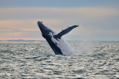 Rain, Whale or Shine! The Hunter's biggest winter performers are back along the Hunter Coast: Newcastle Airport